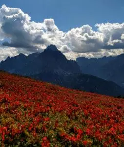 Fiori sul monte elmo guardando le dolomiti di sesto