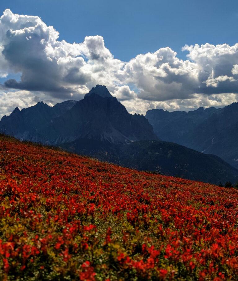 Fiori sul monte elmo guardando le dolomiti di sesto